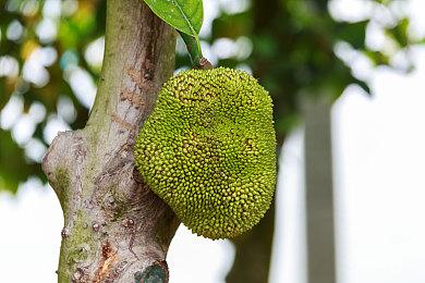 《吸血鬼：避世血族2》再次延期 官方强调开发顺利